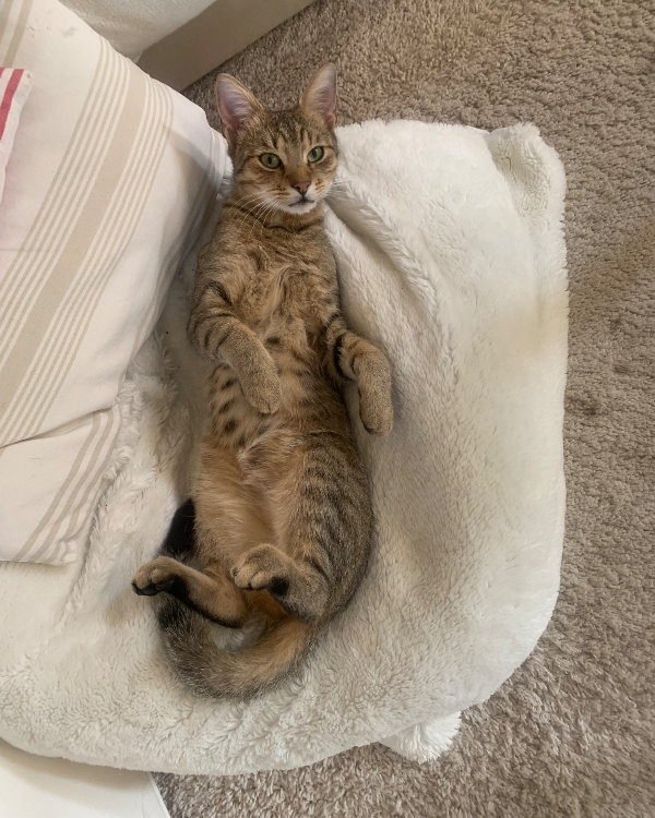 Missing Cat - Ottobrunn