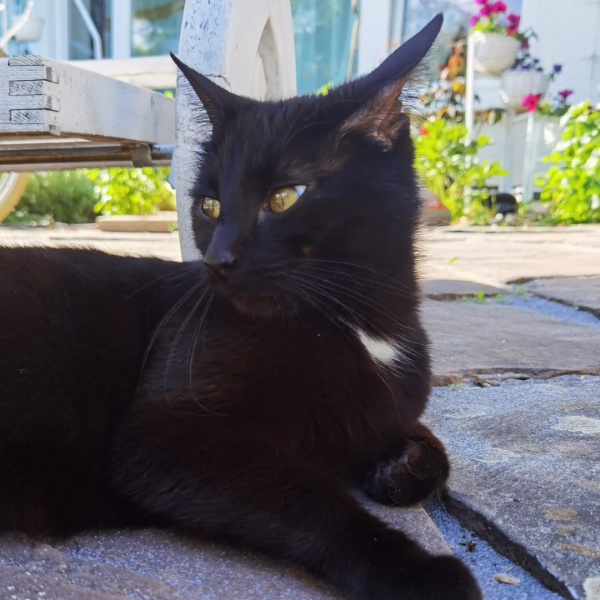 Missing Cat - Katlenburg-Lindau