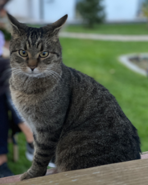 Missing Cat - Pausa-Mühltroff