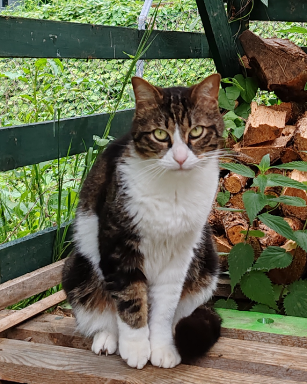 Missing Cat - Bendestorf
