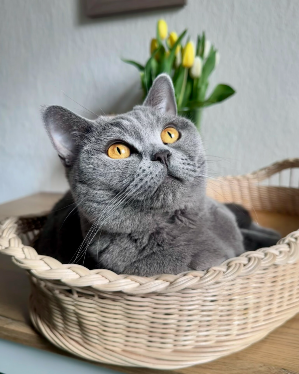 Found Cat - Halle (Saale)