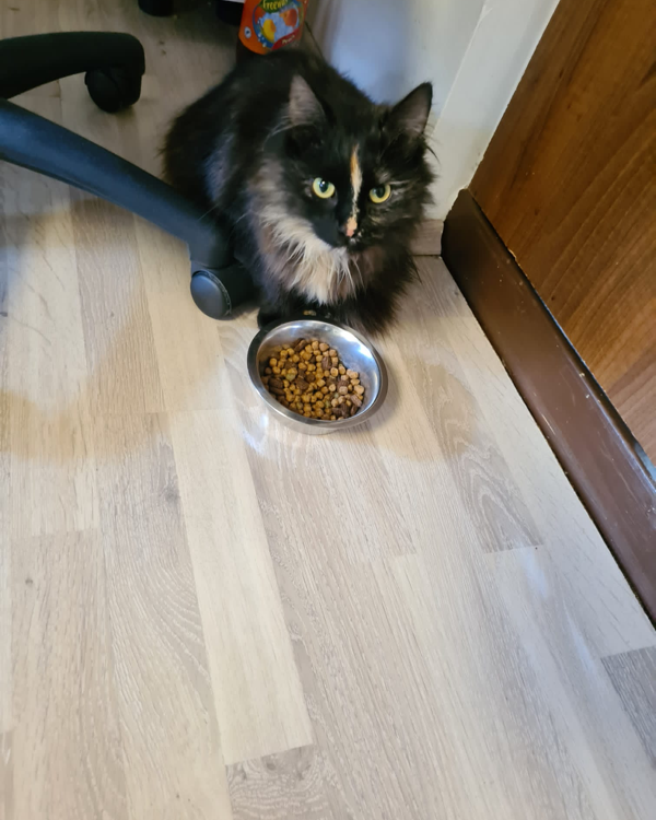 Missing Cat - Lichtenau