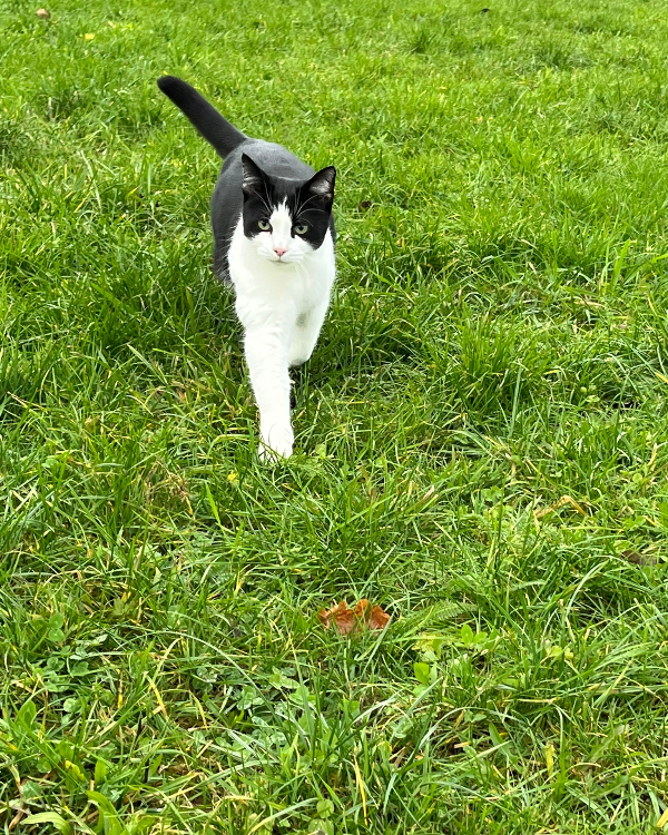 Found Cat - Künzelsau