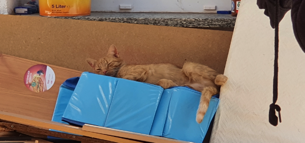 Missing Cat - Kyffhäuserland