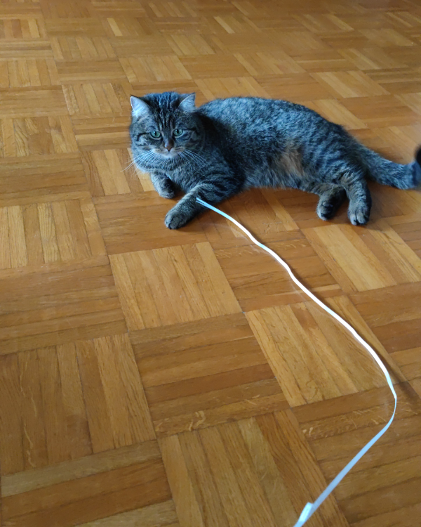 Missing Cat - Auerbach