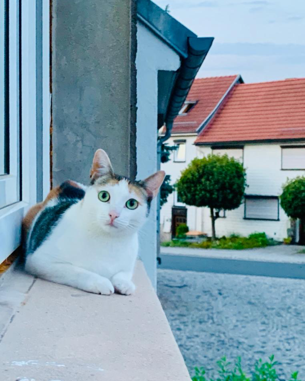 Found Cat - Tambach-Dietharz