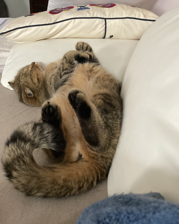 Found Cat - 55481 Kirchberg