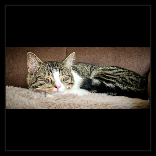 Missing Cat - Bredstedt