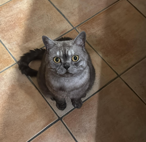 Missing Cat - Hamburg