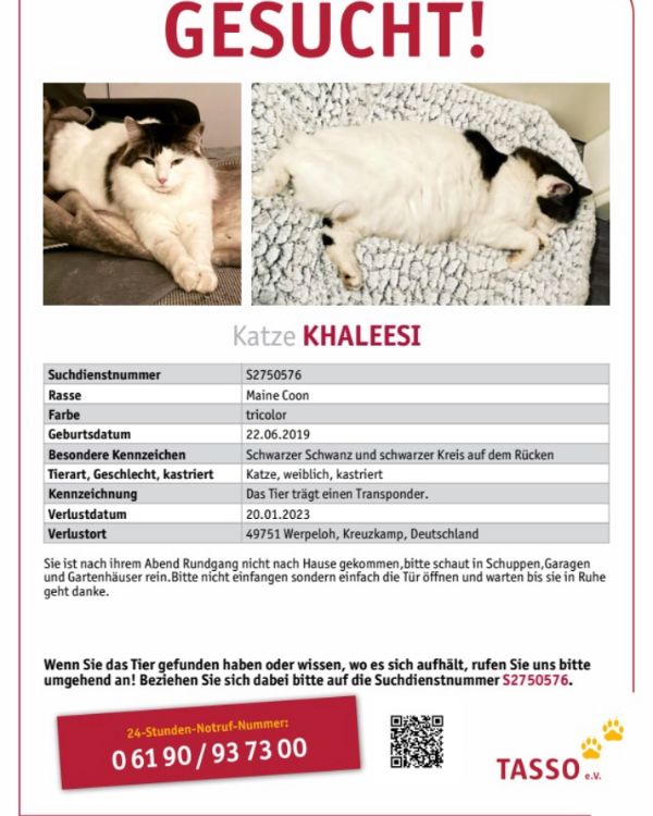 Missing Cat - Werpeloh