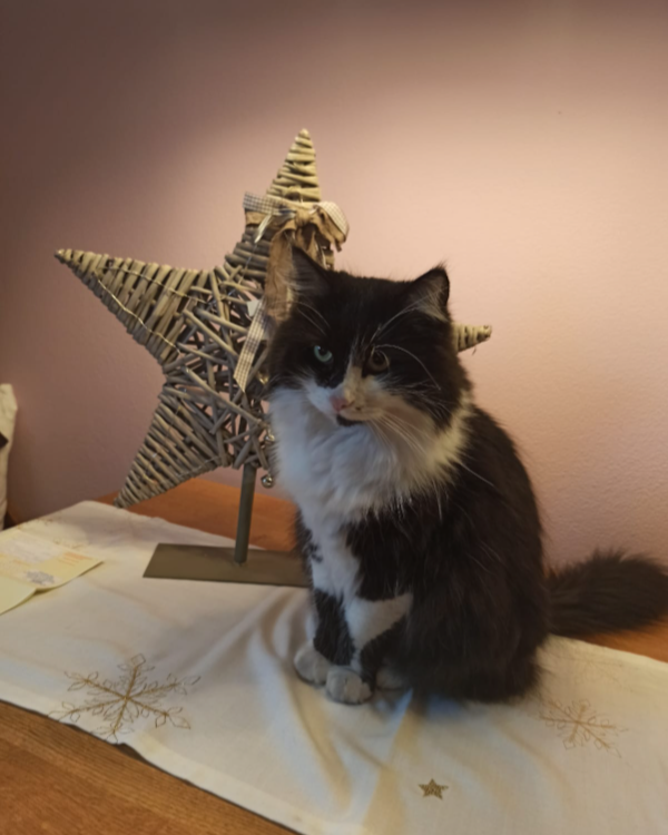 Found Cat - Schwarzenbach