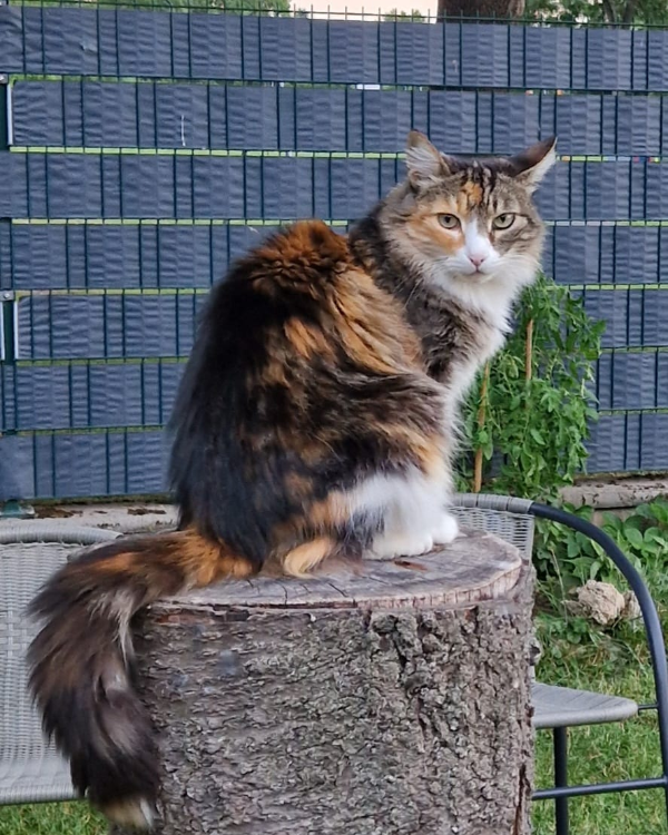 Missing Cat - Mühlhausen/Thüringen
