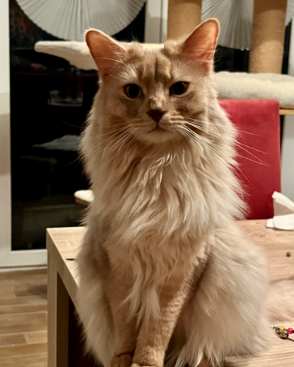 Missing Cat - Stralsund