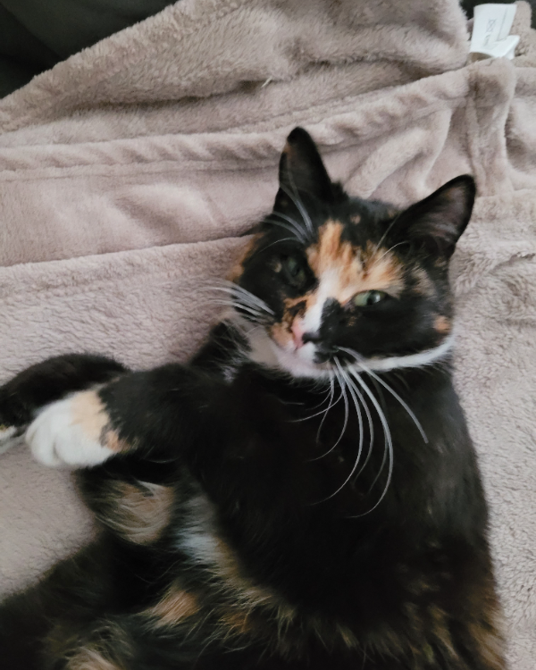 Missing Cat - Wiedemar