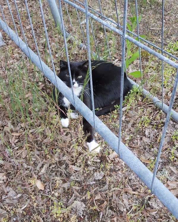 Missing Cat - Zweibrücken 