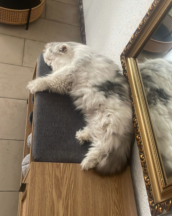 Missing Cat - Neumagen-Dhron