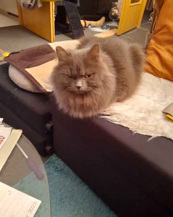 Missing Cat - Rathenow