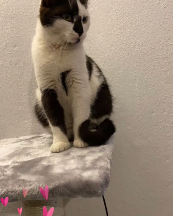 Missing Cat - Frankenau