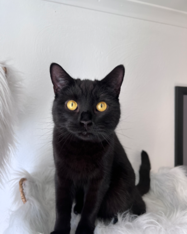 Found Cat - Bad Driburg