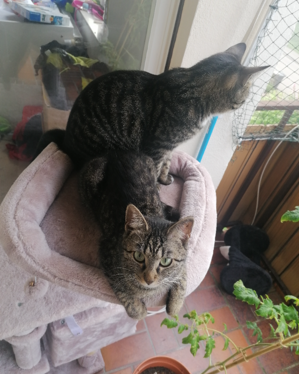 Missing Cat - Ilshofen