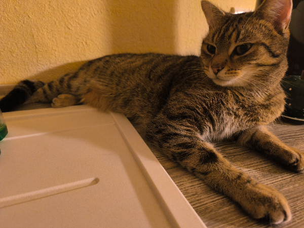 Missing Cat - Lohmen