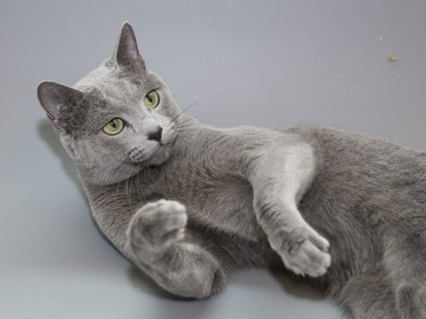 Found Cat - Bad Hofgastein