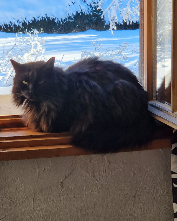 Missing Cat - Pfronten