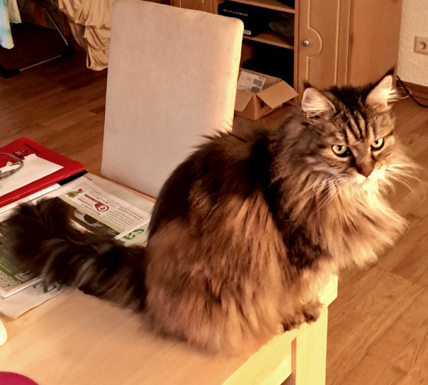 Missing Cat - Lohmen