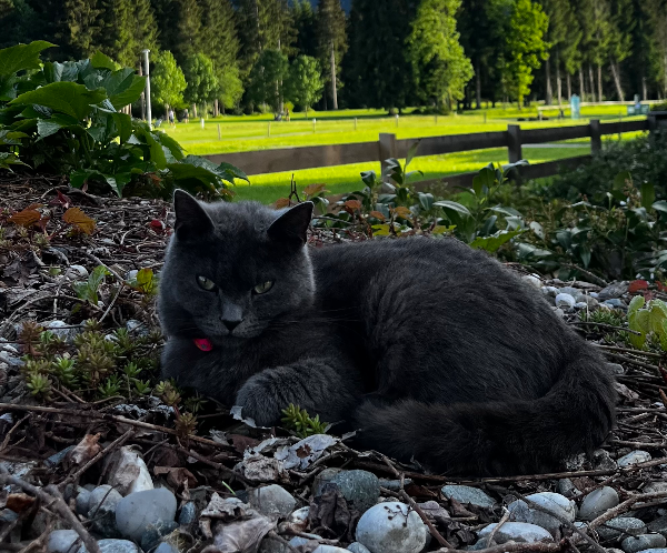 Found Cat - Westendorf