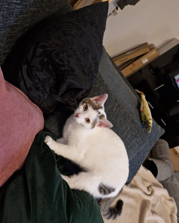 Found Cat - Beratzhausen