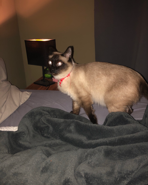 Missing Cat - Itzehoe