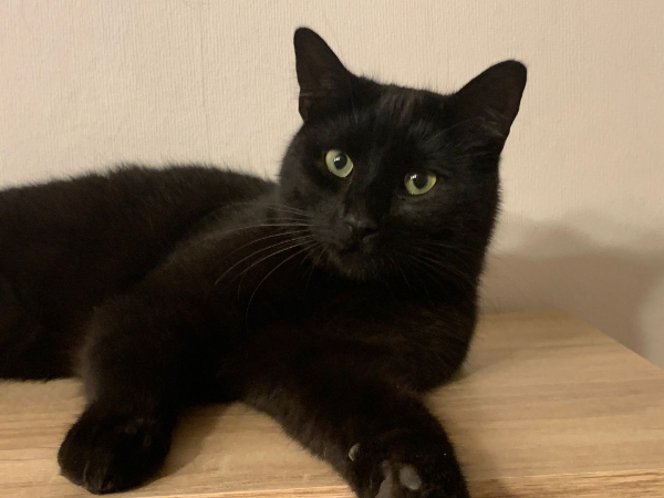 Missing Cat - Aschersleben