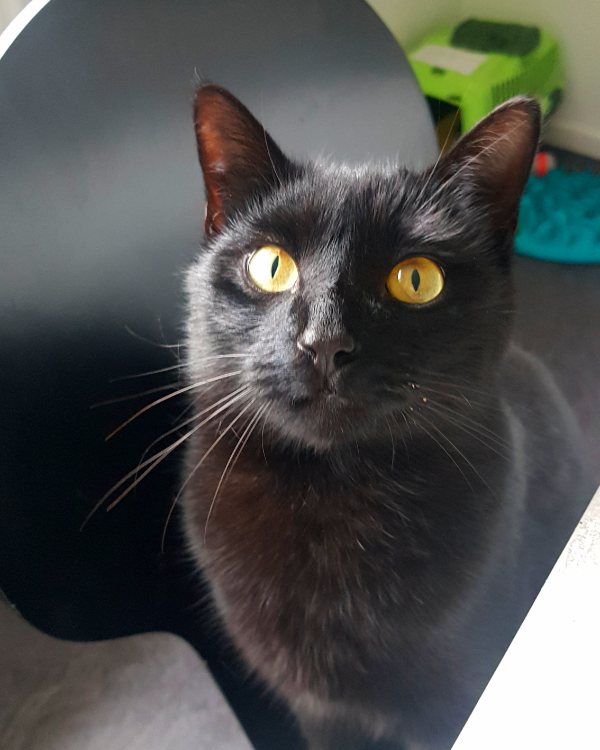 Missing Cat - Bartow