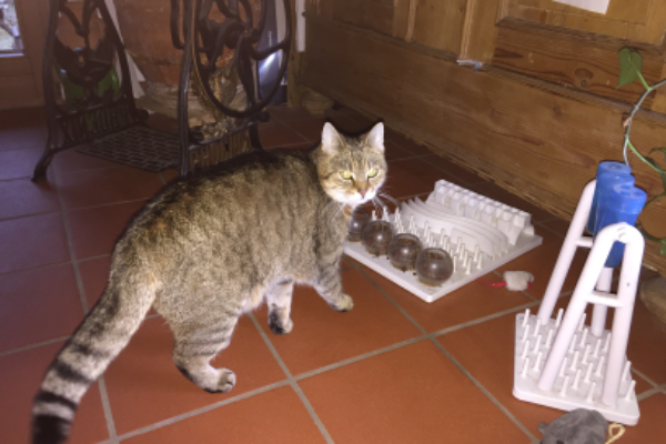 Found Cat - Oberkrämer