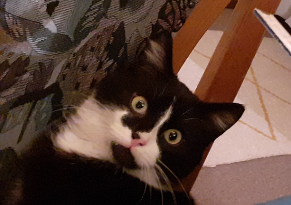 Missing Cat - Beelitz