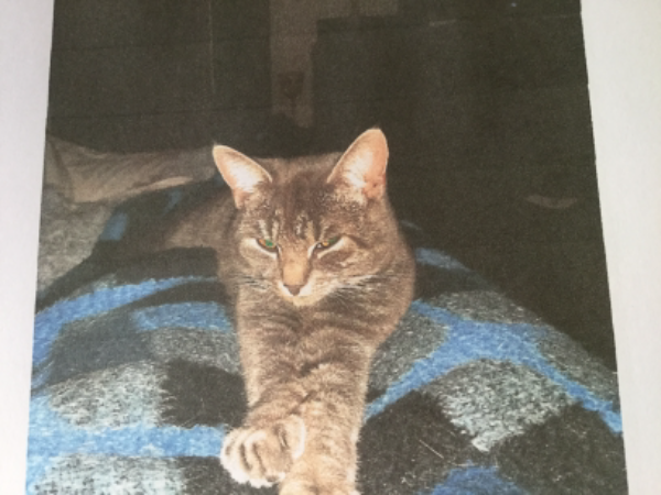 Missing Cat - Bassum