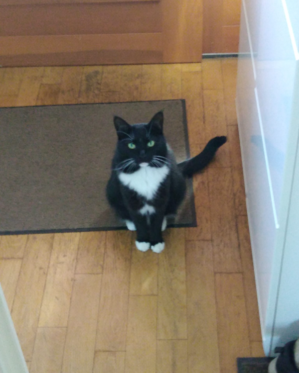 Found Cat - Ueckermünde 