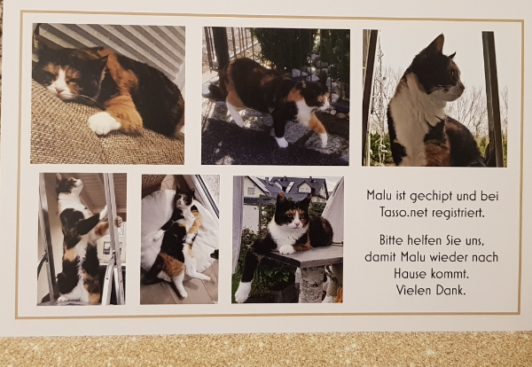 Missing Cat - Weitramsdorf