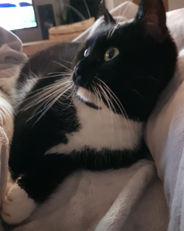 Missing Cat - Rieseby