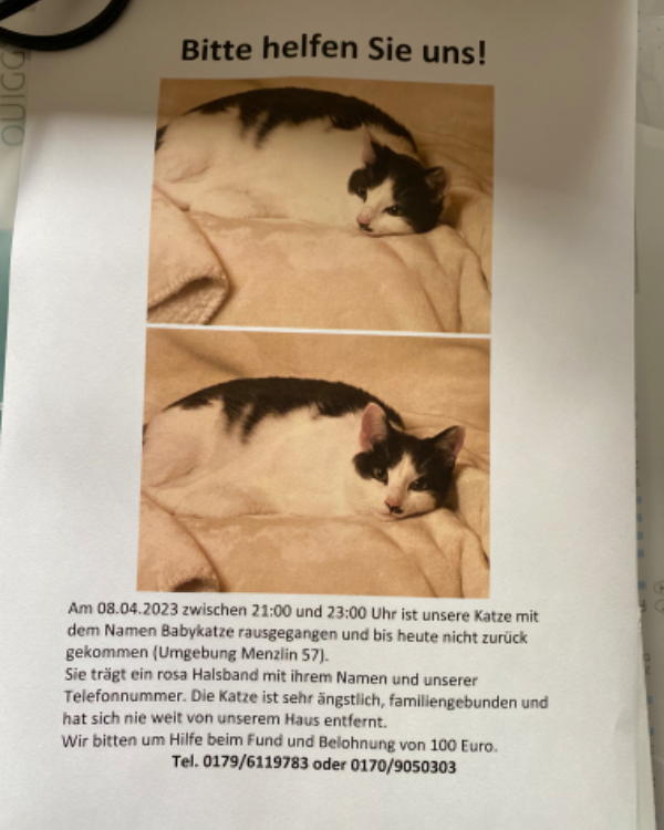 Missing Cat - Ziethen