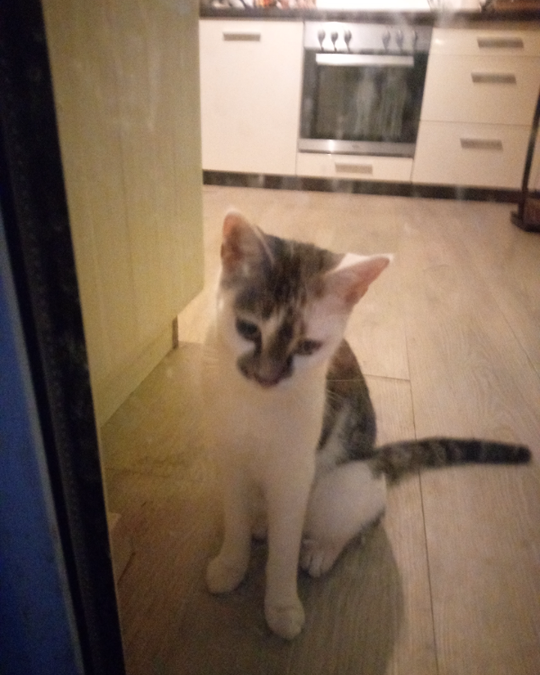 Missing Cat - Großrinderfeld