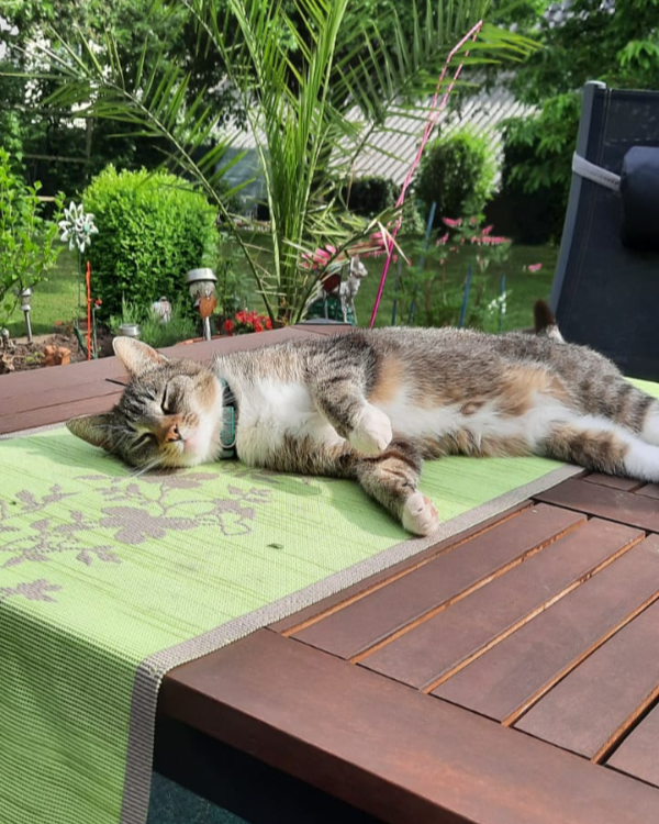 Missing Cat - 99752 Wipperdorf, Wipperstraße 9