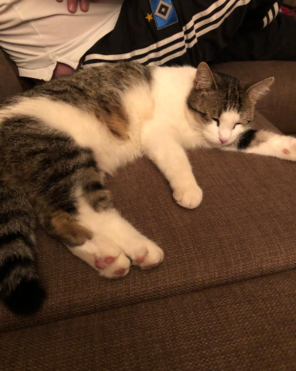 Found Cat - Klein Meckelsen