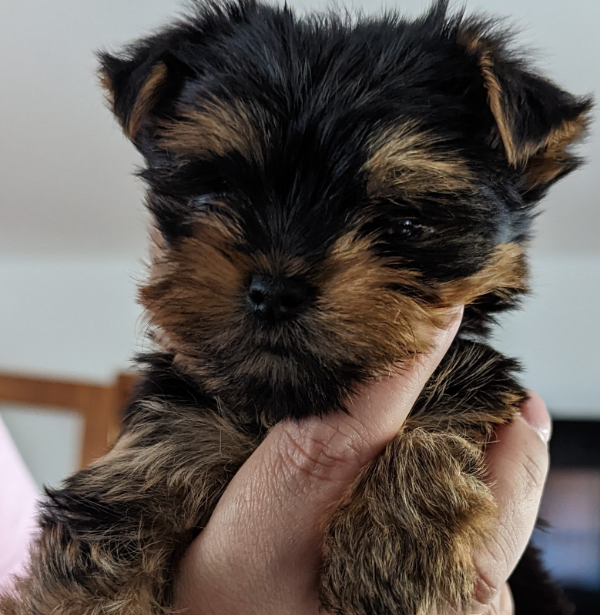 Missing Cat - Unknown