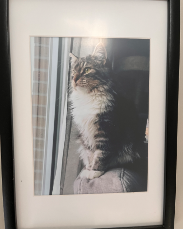 Missing Cat - Grebenhain