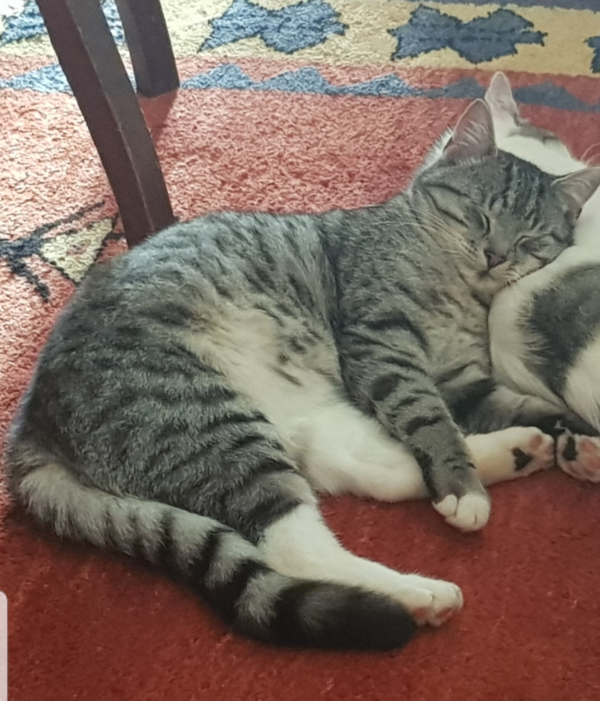 Missing Cat - Wolfhagen