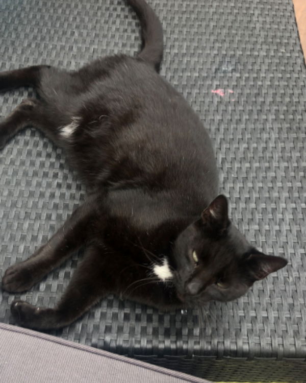 Missing Cat - Falkensee