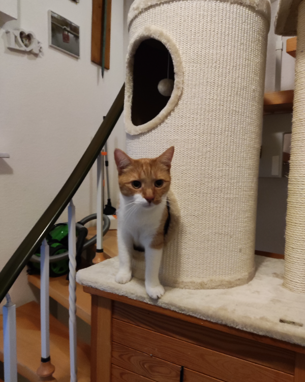 Missing Cat - Meinheim