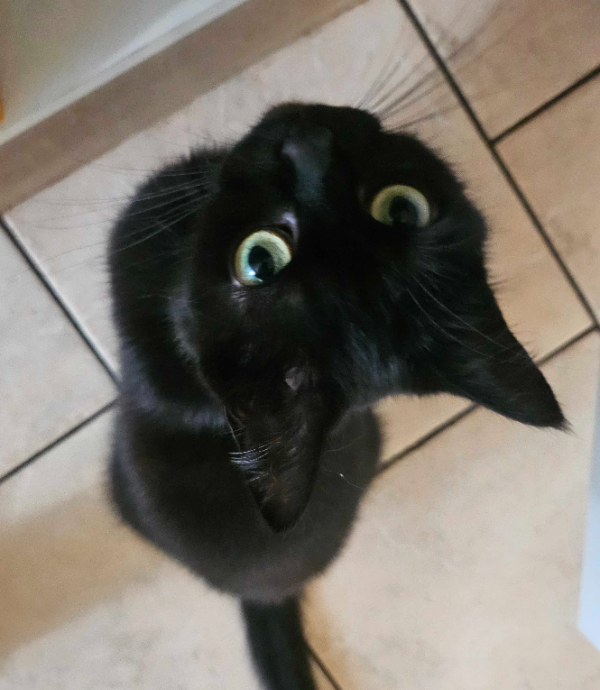 Missing Cat - Torgau