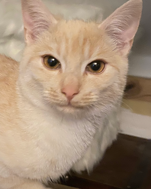 Missing Cat - Unknown